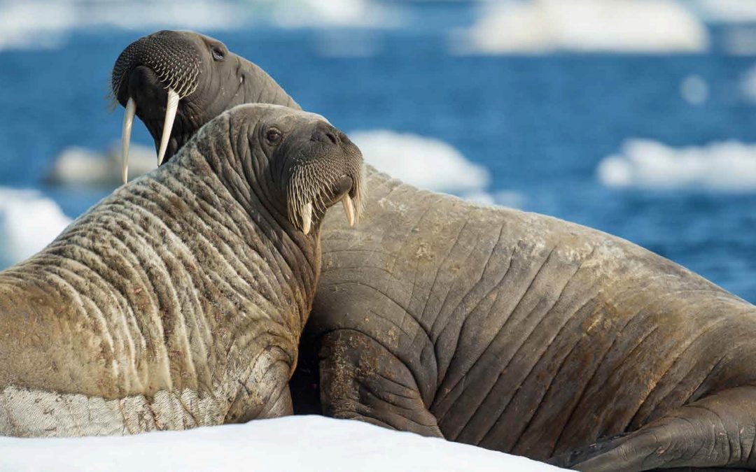 Aiviq Inuktitut Book