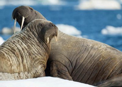 Aiviq Inuktitut Book