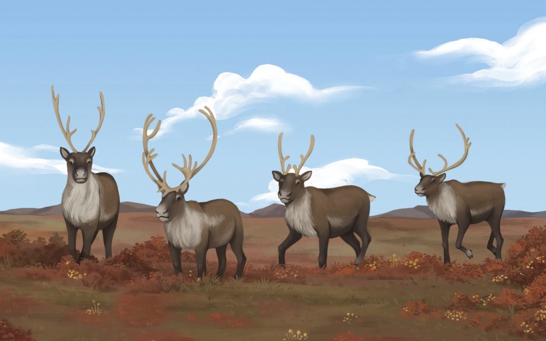 ᓂᕐᔪᑎᑦ ᑎᑎᕋᐅᔭᖅᓯᒪᔪᑦ: ᑐᒃᑐᒃ Animals Illustrated: Caribou